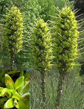 (image for) Puya Seeds \'Bromeliad Puya Chilensis\' (5 Seeds)